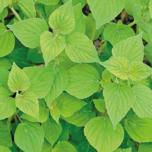 Jardin & maison:Sauge Melon Bio. Le pot de 1 litre