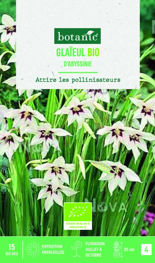 Pour vivre le jardin autrement:Bulbes de fleurs Glaïeul d’Abyssinie bio botanic® - 15 bulbes