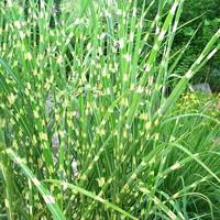 Idéal pour l’extérieur：Miscanthus Sinensis Zebrinus - Le pot de 2 litres