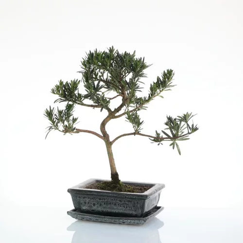 Pour équiper le jardin:Bonsaï botanic® Podocarpus avec pot et soucoupe - Taille 3,2