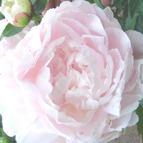 Pour simplifier le jardin:Pivoine Herbacee Shirley Temple - Le pot de 5 litres