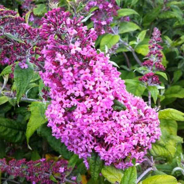 2 x Arbre aux papillons 'Pink Delight' – Buddleja davidii 'Pink Delight', 40-60 cm pot