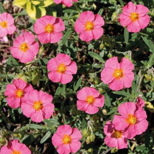 Sélection jardin:Helianthème Rose Pale - Le pot de 9 x 9 cm