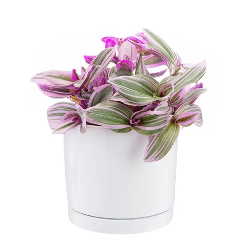 Équipement extérieur:Tradescantia Nanouk rose en pot blanc émaillé botanic®. Le pot Ø 15 cm