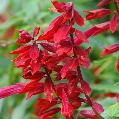 Jardin durable:Sauge Coccinea - Le pot de 1 litre