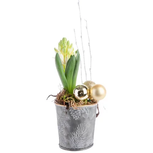 Loisirs extérieur:Composition de Noël jacinthe multicolore pot en zinc décor houx