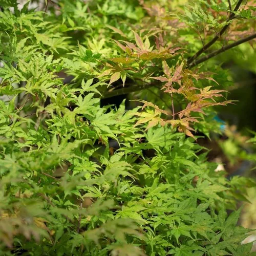 Pour donner du style à l’extérieur：Acer Palmatum Reticulatum - Le pot de 15 litres