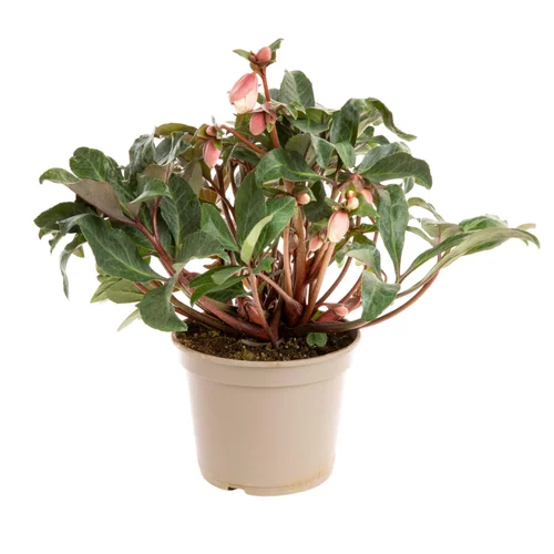 Le choix pour le jardin:Hellébore (ou Rose de Noël) INTERSPECIFIQUE HGC® MAESTRO® - Le pot de 1,5 litres