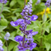 À découvrir pour le jardin:Sauge Farineuse bleue - Le pack de 6 plants