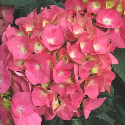 Jardin & idées:Hortensia (Hydrangea Macrophylla) multicolore. Le pot de 7,5 litres