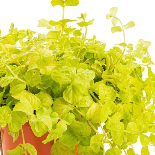 Confort nature:Lysimaque nummulaire - Le pot de 0,5 litre
