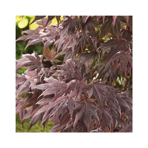 Jardin tendance:Erable du Japon (ACER PALMATUM ATROPURPUREUM ) Le pot de 30 litres