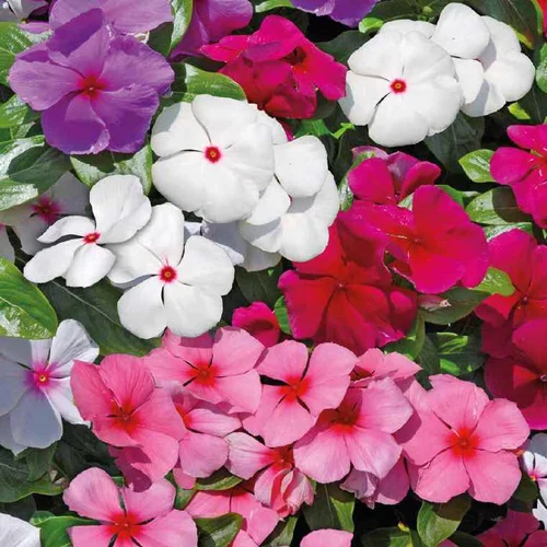 Pour simplifier le jardin：Pervenche de Madagascar - Le pot de 12 x 12 cm