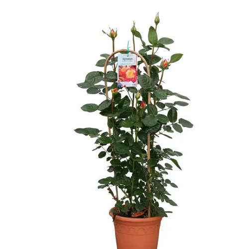 Pour tous vos besoins jardin:Rosier Grandes Fleurs tuteur – Pot déco de 6L