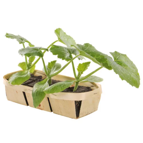 Jardin & loisirs:Courgette Tempra Verte Bio. La barquette de 3 plants