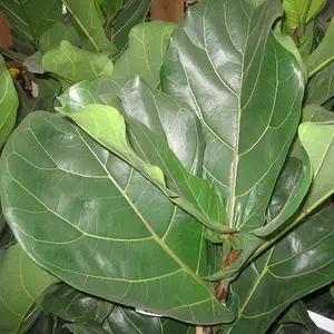 Ambiance jardin：Ficus Lyrata. Le pot de Ø 30 x H 170 cm, forme ramifiée
