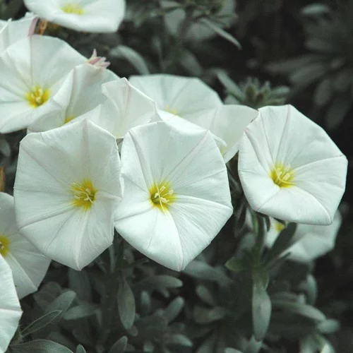 Nature maison:Convolvulus ou Liseron de Turquie à fleurs blanches - Le pot Ø 20 cm