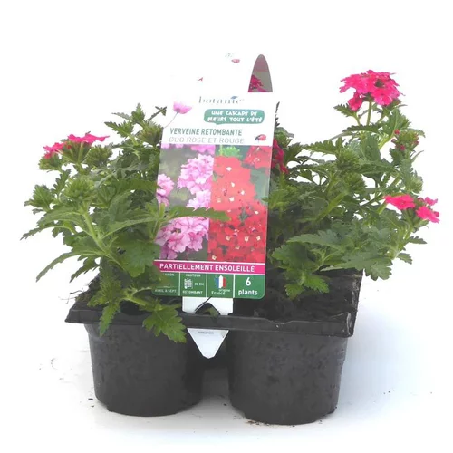 Facile au jardin:Verveine retombante rose - Le pack de 6 plants