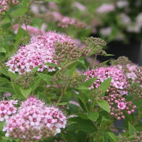 Parfait pour le jardin:Spirée Japonica Little Princess rose. Le pot de 4 litres