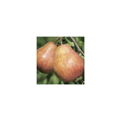 Une idée pratique pour le jardin:Poirier Williams Rouge. En racine nue, forme gobelet