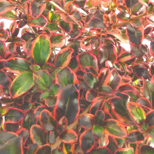 La solution pour vos extérieurs：Coprosma ou Coprosme au feuillage multicolore - Le pot carré bleu de 2,5 litres