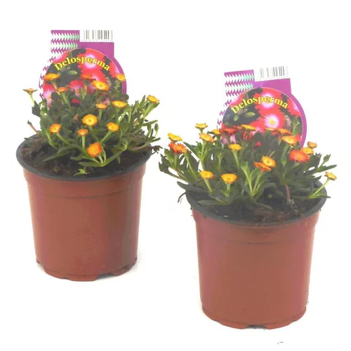 Bien pratique à l’extérieur：Delosperma Cooperi - Le pot de 0,5 litre